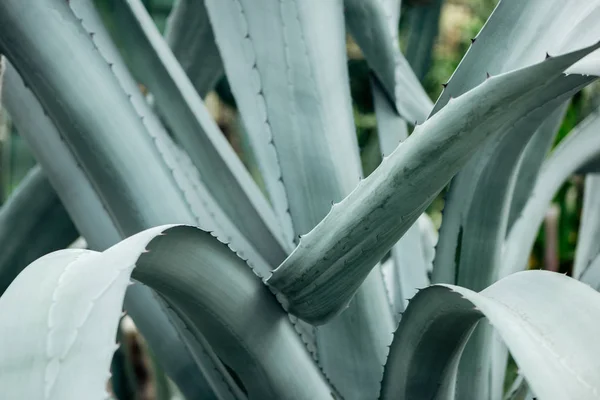 Close up view of sharp green cactus prickly leaves — Stock Photo