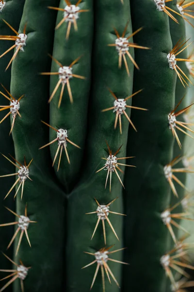 Vista de cerca del cactus verde con agujas afiladas - foto de stock