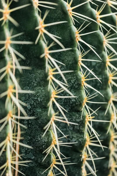 Close up view of green cactus with needles — Stock Photo