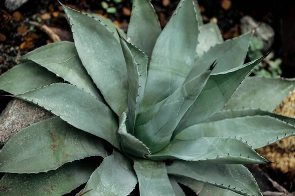 Green prickly leaves of tropical succulent in garden — Stock Photo