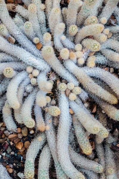 Top view of sharp exotic cacti in botanical garden — Stock Photo