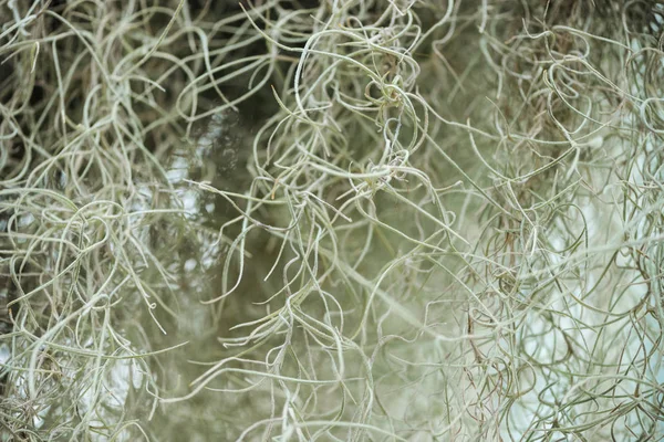 Enfoque selectivo de las raíces curvas blancas de la planta en el jardín botánico - foto de stock