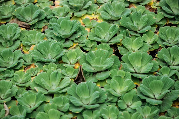 Flores verdes con pétalos grandes a la luz del sol - foto de stock