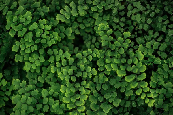 Vista superior de folhas texturizadas brilhantes frescas verdes em ramos — Fotografia de Stock