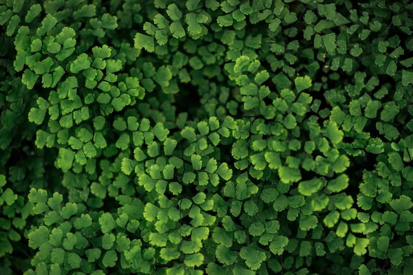 Top view of green fresh bright textured leaves on branches — Stock Photo