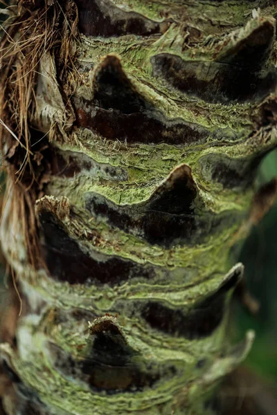 Vue rapprochée de l'écorce texturée des arbres recouverte de mousse — Photo de stock