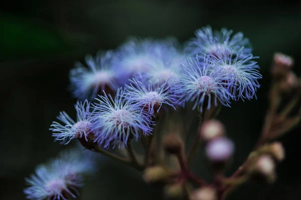 Vue rapprochée des fleurs sauvages bleues sur fond flou — Photo de stock
