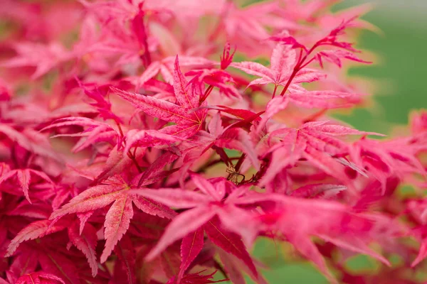 Enfoque selectivo de coloridas hojas rojas en el jardín botánico - foto de stock
