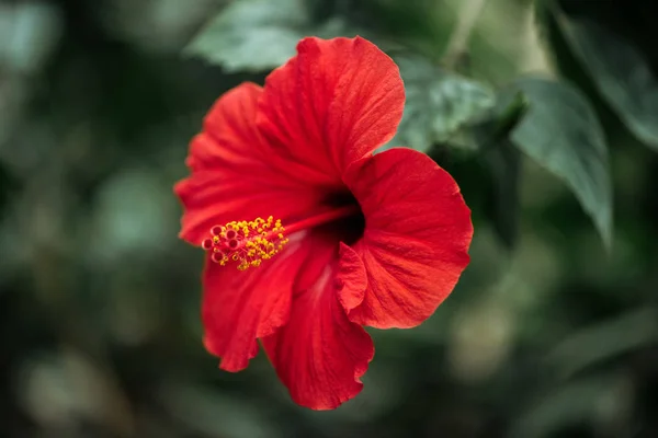 Vista de cerca de la flor roja con follaje verde sobre fondo borroso - foto de stock