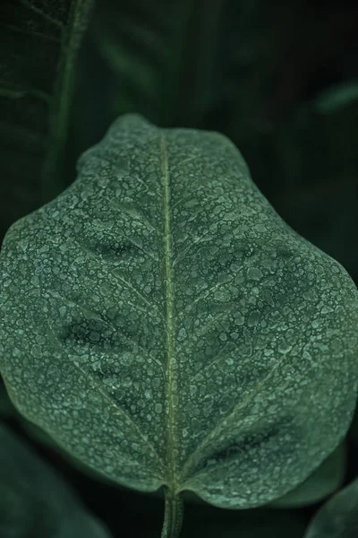 Close up view of green leaf on blurred dark background — Stock Photo