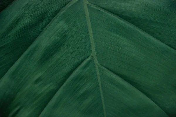 Vista de perto da folha verde texturizada com espaço de cópia — Fotografia de Stock