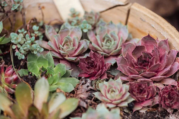 Selektiver Fokus bunter Sukkulenten im Keramik-Blumentopf — Stockfoto