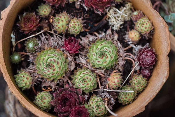 Blick von oben auf bunte exotische Sukkulenten im Keramik-Blumentopf — Stockfoto