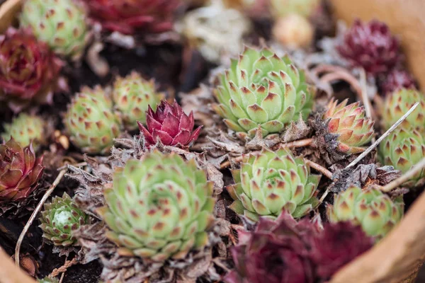 Close up view of colorful succulents in ceramic flowerpot — Stock Photo