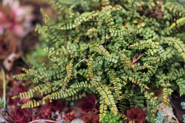 Vista ravvicinata di cespuglio esotico con piccole foglie verdi e gialle — Foto stock