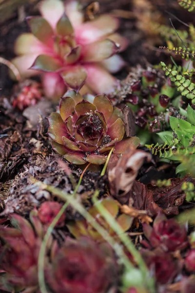 Selective focus of colorful tropical succulents, close up view — Stock Photo