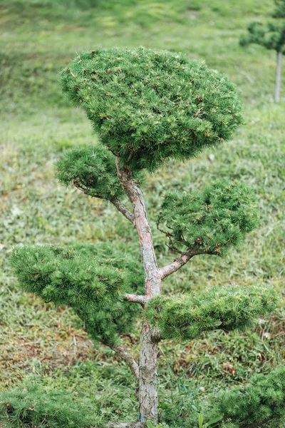 Sempreverde piccolo prato di ioni pino con erba — Foto stock