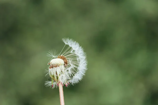 Close up view of fluffy fragile dandelion on blurred green background — Stock Photo