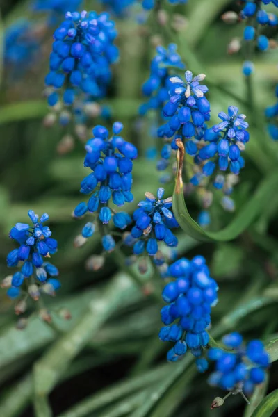 Vista de perto de flores azuis brilhantes e folhas verdes — Fotografia de Stock