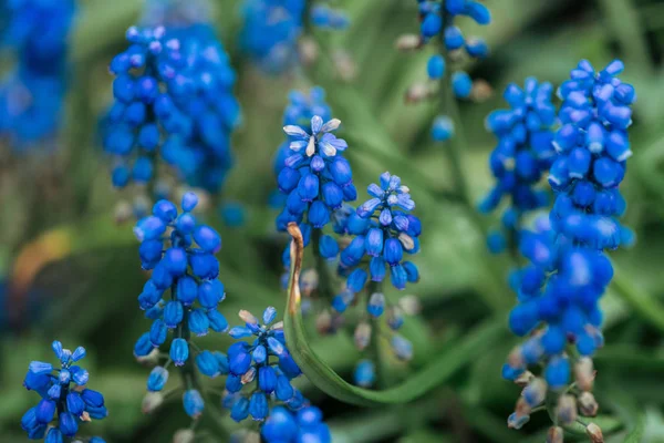 Close up view of bright colorful blue flowers and green leaves — Stock Photo