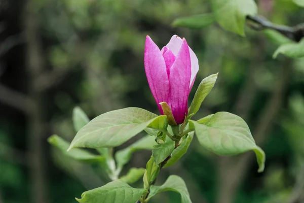 Vista de perto da flor roxa e folhas verdes no galho da árvore — Fotografia de Stock