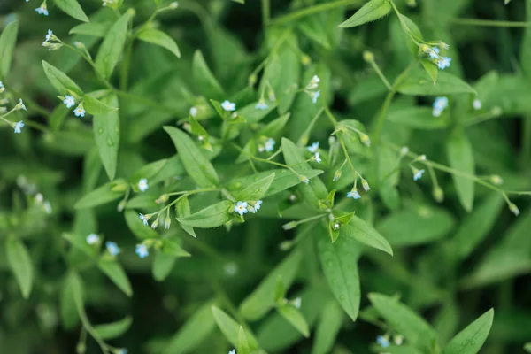 Vue rapprochée des petites fleurs bleues et des feuilles vertes — Photo de stock