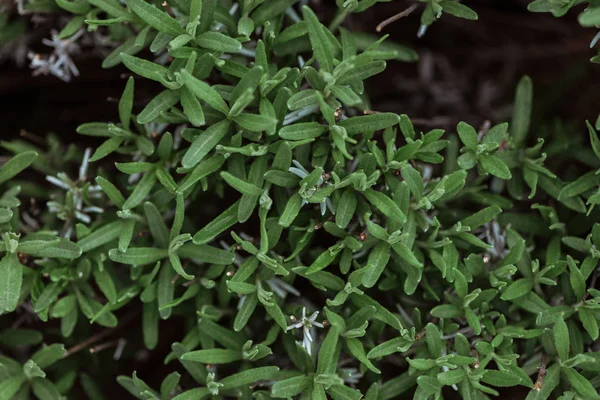 Vista superior del arbusto verde con hojas pequeñas - foto de stock