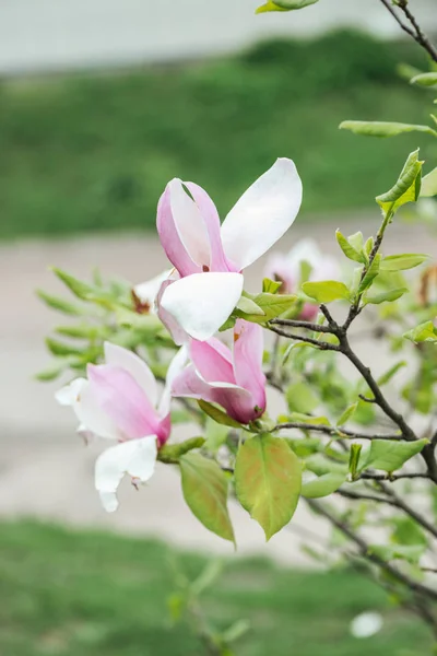 Закрыть вид цветущих цветов с розовыми и белыми лепестками на ветвях деревьев — стоковое фото