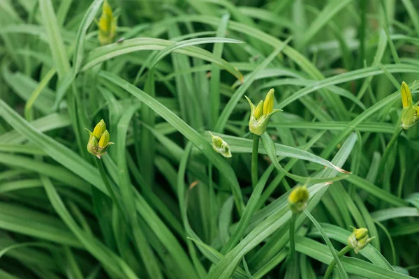 Close up view of fresh green grass with buds — Stock Photo