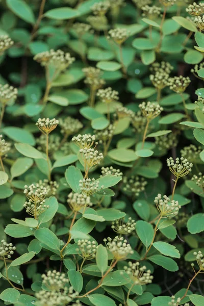 Selective focus of blooming plants with green leaves and white flowers — Stock Photo