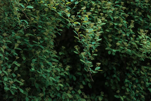 Arbusto con hojas verdes pequeñas sobre fondo oscuro - foto de stock