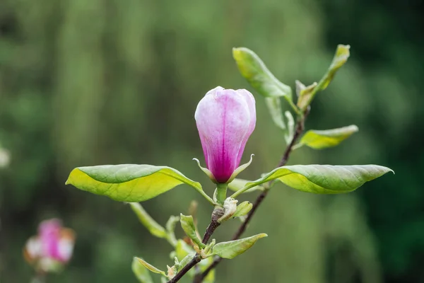 Vista de cerca de brote de flor rosa y hojas verdes en las ramas - foto de stock
