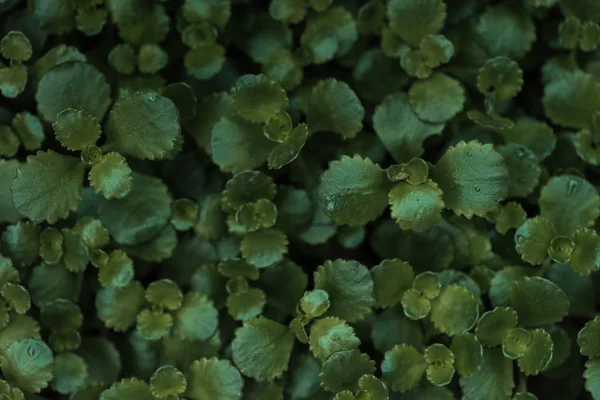 Foyer sélectif de buisson fleuri vert, fond sans couture — Photo de stock
