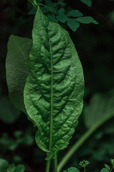 Nahaufnahme des grünen strukturierten Blattes auf dunklem Hintergrund — Stockfoto