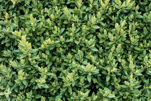 Grüner blühender Strauch mit kleinen Blättern, nahtloser Hintergrund — Stockfoto