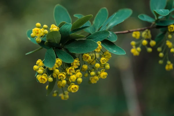 Vista de cerca de flores de color amarillo brillante y hojas verdes en la rama del árbol - foto de stock