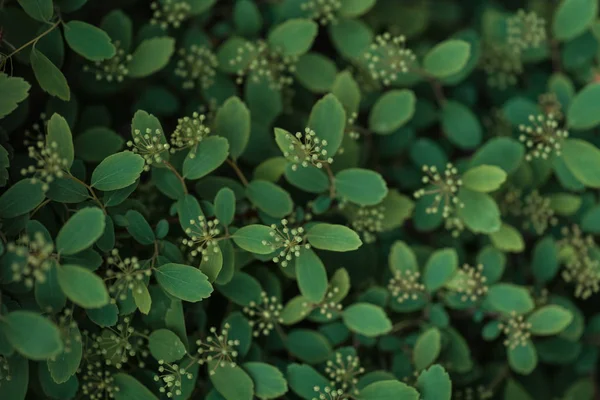 Foco seletivo de arbusto verde com pequenas flores brancas — Fotografia de Stock