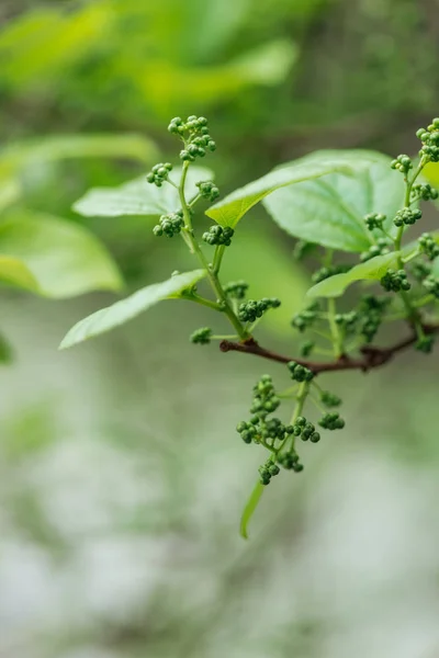 Vue rapprochée du feuillage printanier vert sur la branche d'arbre — Photo de stock