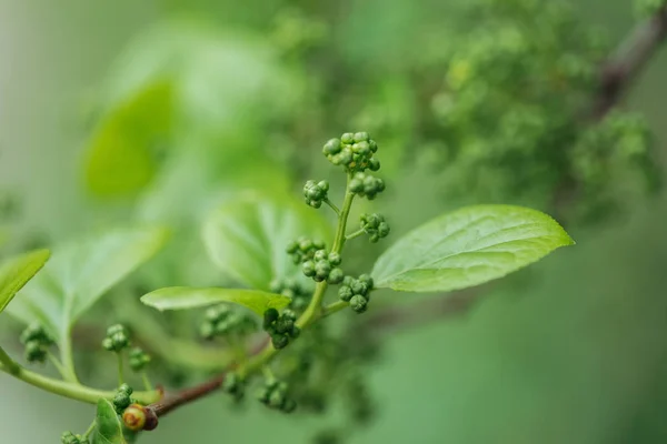 Vista de cerca de las hojas verdes de primavera en la rama del árbol - foto de stock