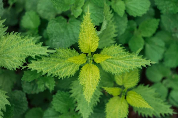 Top view of textured colorful green leaves — Stock Photo