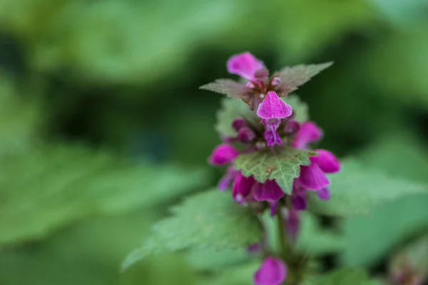 Vista da vicino di piccoli fiori viola e foglie verdi su sfondo sfocato — Foto stock