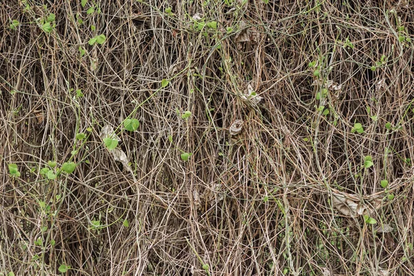 Braune trockene Pflanzen mit kleinen grünen Blättern — Stockfoto