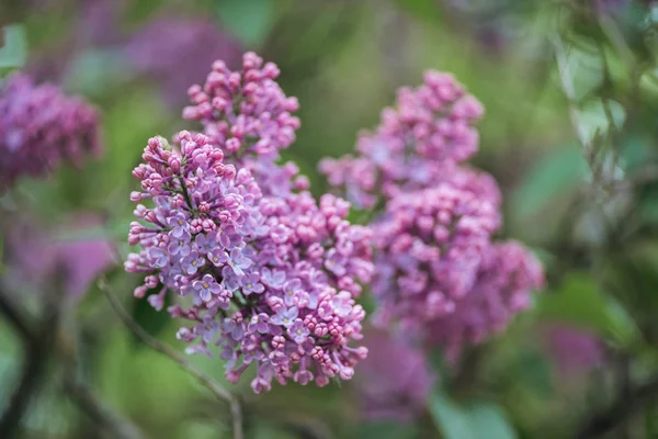 Nahaufnahme von Fliederzweig mit kleinen violetten Blüten — Stockfoto