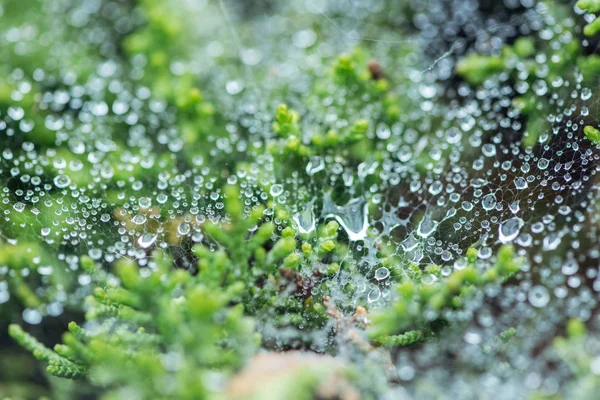 Selective focus of water drops on surface near green plants — Stock Photo