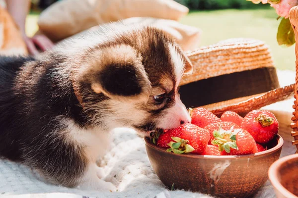 Süße entzückende Welpen essen Erdbeeren aus Schüssel beim Picknick am sonnigen Tag — Stockfoto