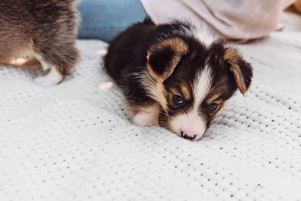 Cute adorable puppy on white cotton blanket in shadow — Stock Photo