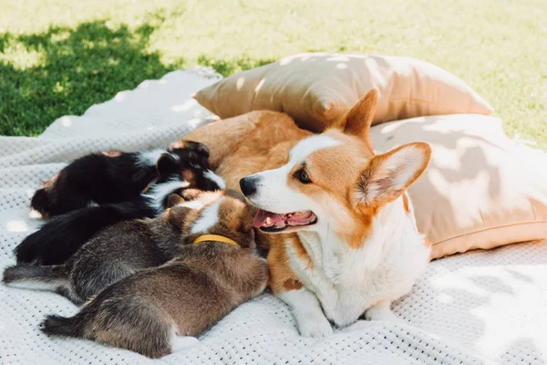 Dog lying on white blanket near pillows on green lawn and feeding puppies — Stock Photo