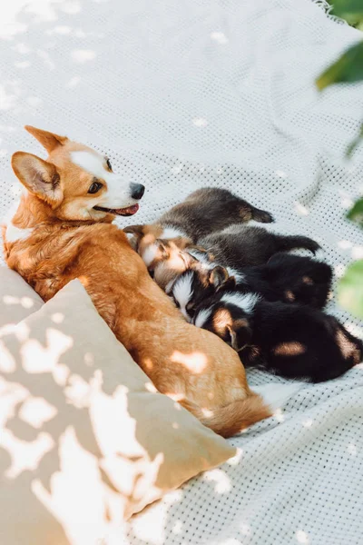 Dog lying on white blanket near pillows on green lawn and feeding puppies in shadow — Stock Photo