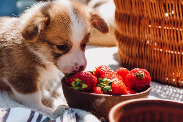 Filhote de cachorro bonito comendo morangos da tigela durante o piquenique no dia ensolarado — Fotografia de Stock