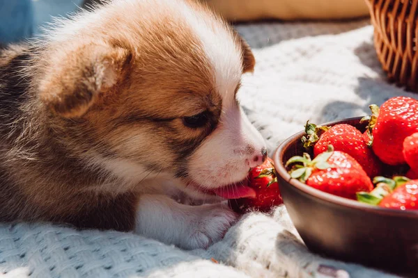 Милий щеня біля полуниці в мисці на пікніку в сонячний день — стокове фото